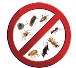 Termite Control Services in Lahore